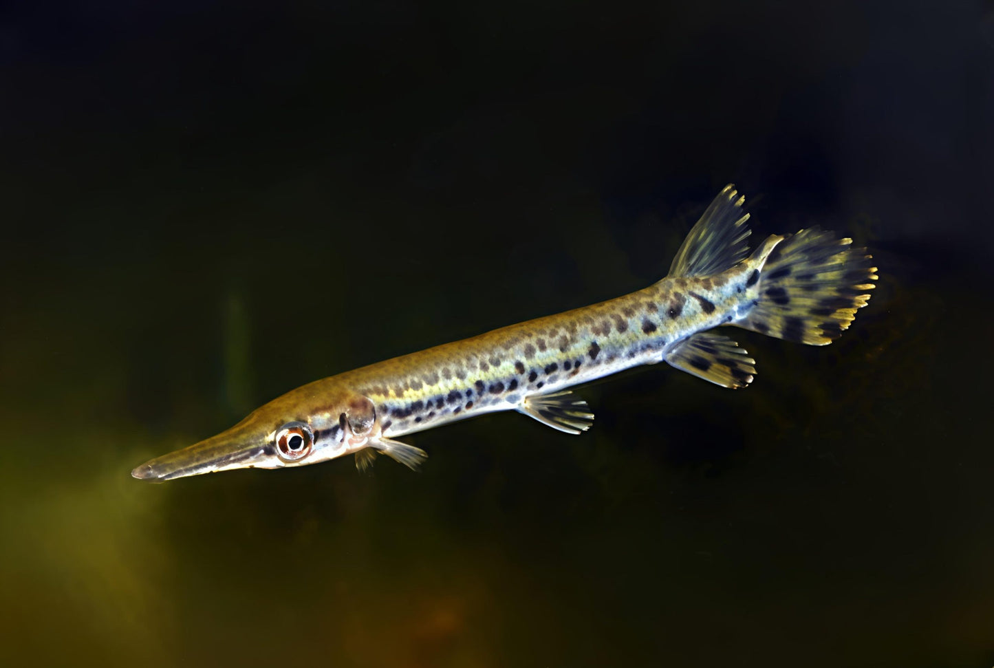 Alligator Gar