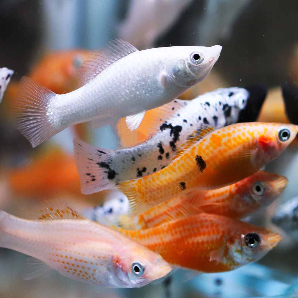 Assorted Mollies BlackWater Aquatics