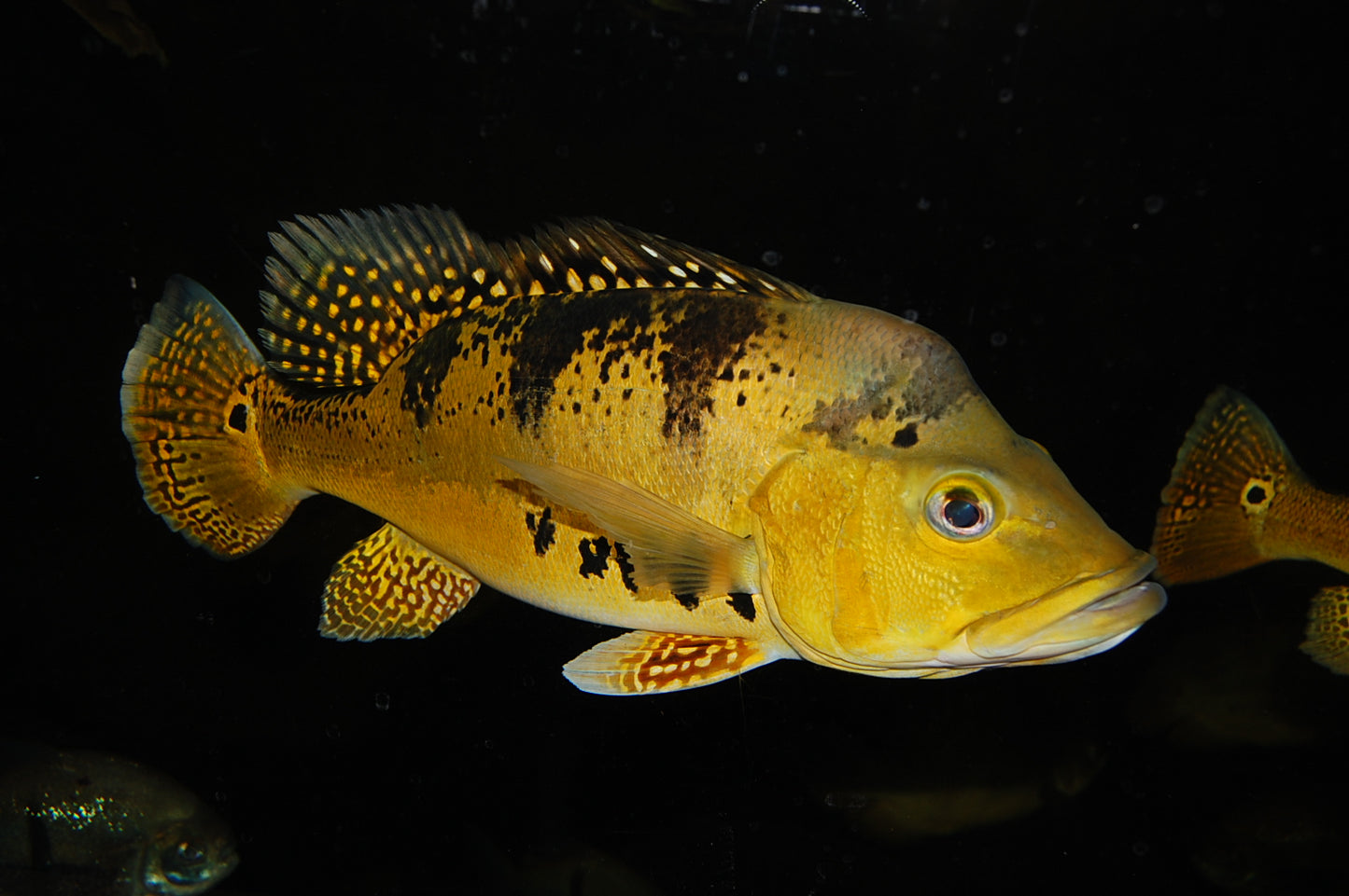 Peacock Bass Kelberi