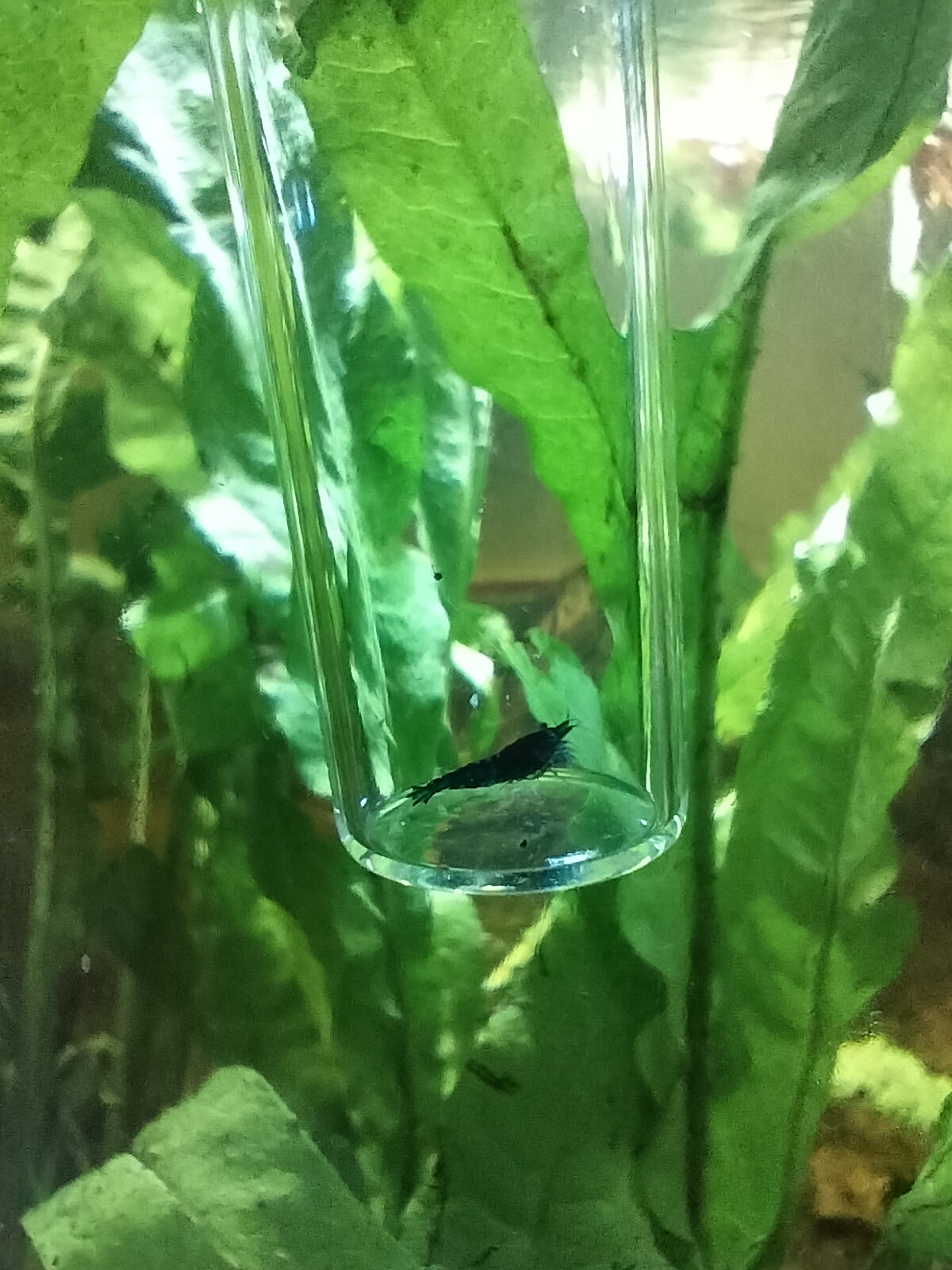 Skittle Shrimp (Mixed Shrimp) – BlackWater Aquatics