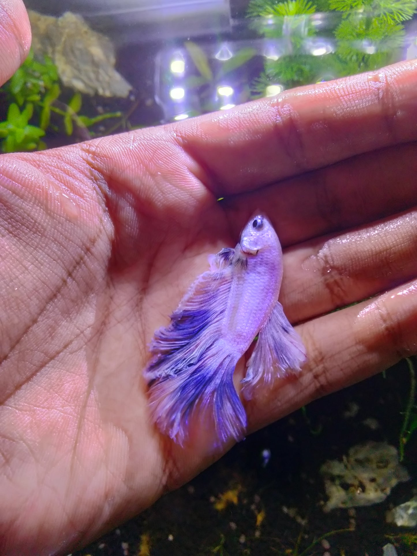 Male Betta Mix Colours