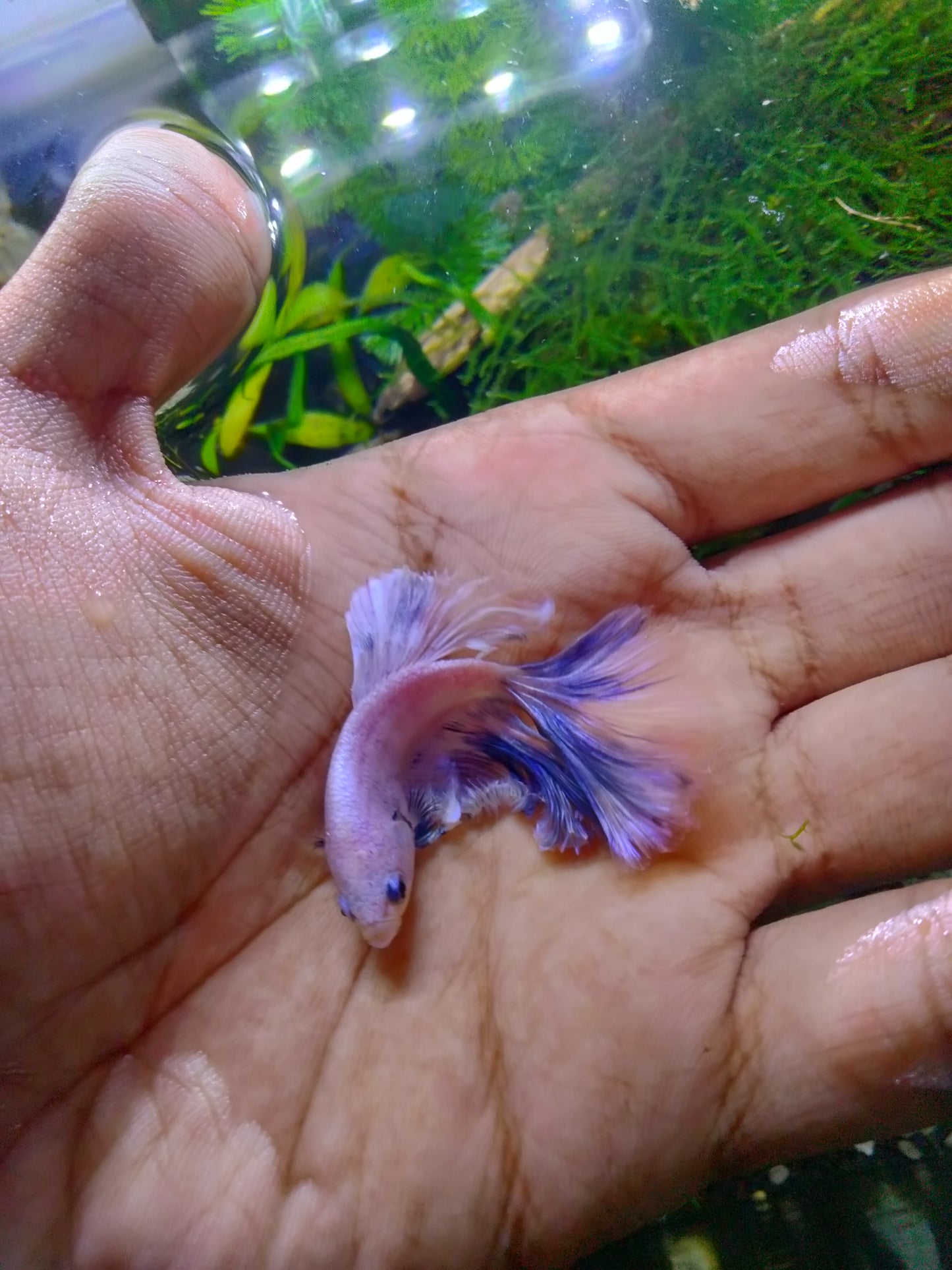 Male Betta Mix Colours