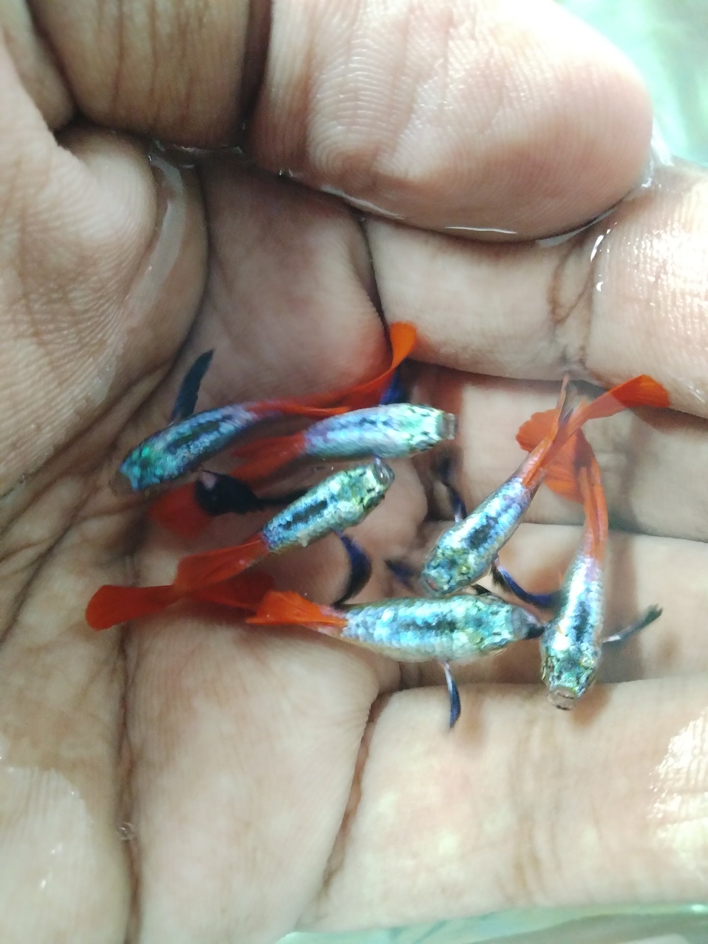 Platinum Red Tail Dumbo Ear Guppy