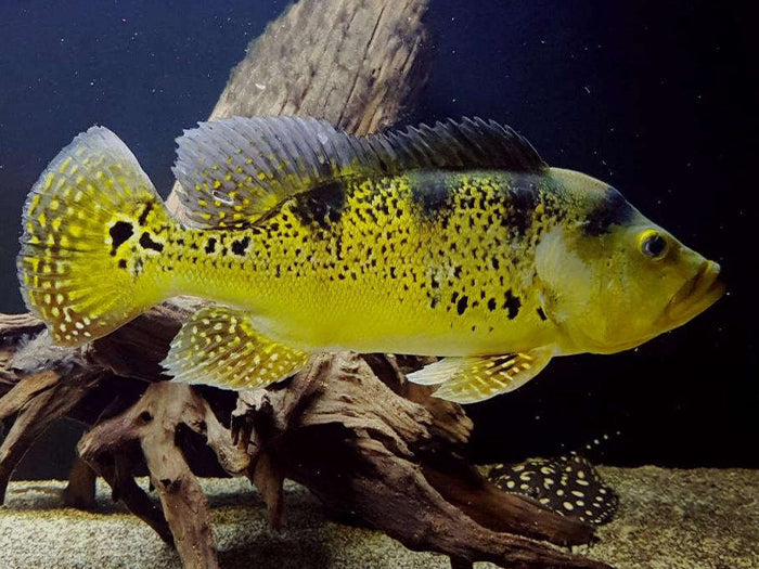 Peacock Bass Kelberi
