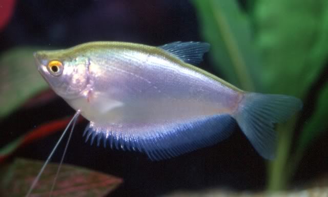Moonlight Gourami