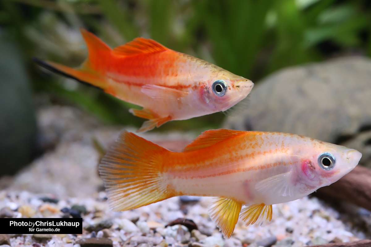 Pineapple Swordtail