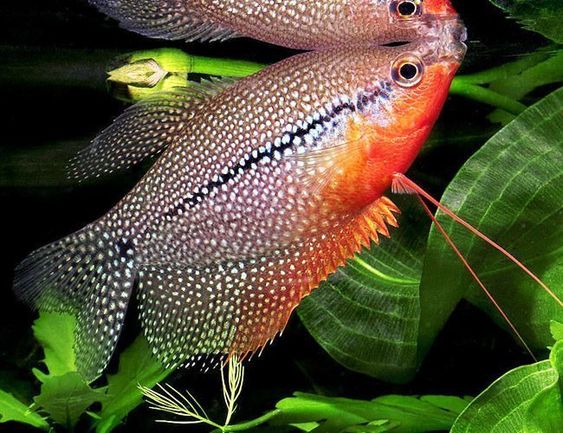 Pearl Gourami