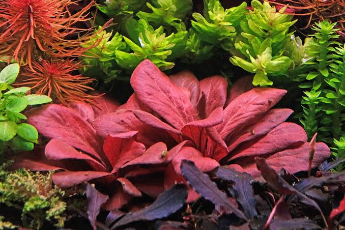 Samolus parviflorus ‘Red’