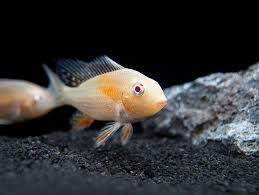 Albino Threadfin Acara