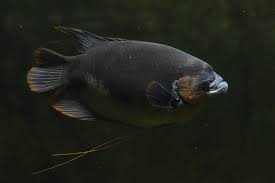 Black Giant Gourami