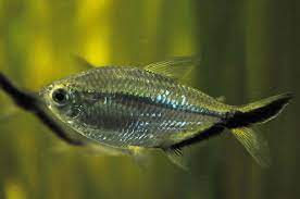 Coastae Tetra
