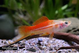 Pineapple Swordtail