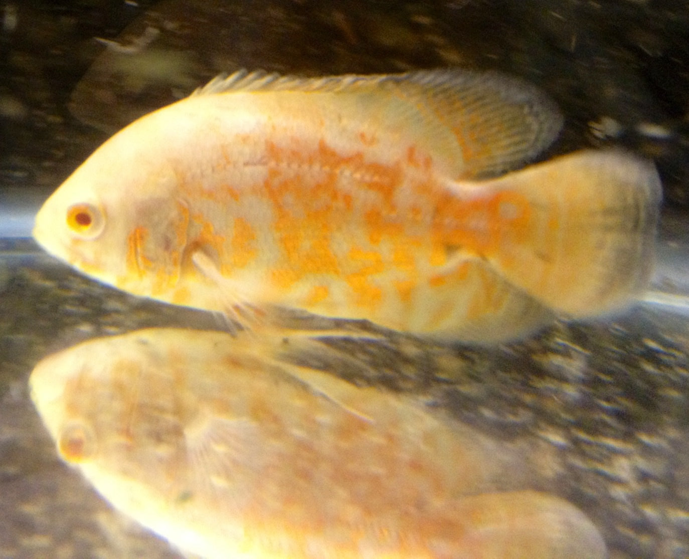 Mixed Albino Oscars