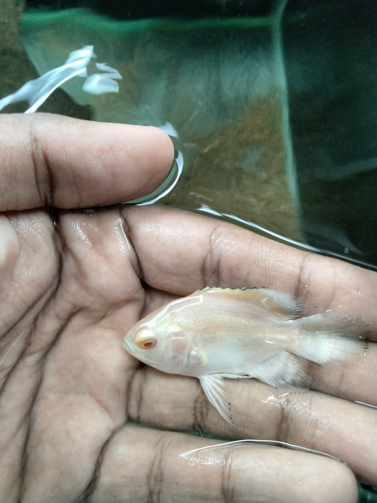 Albino Oscar