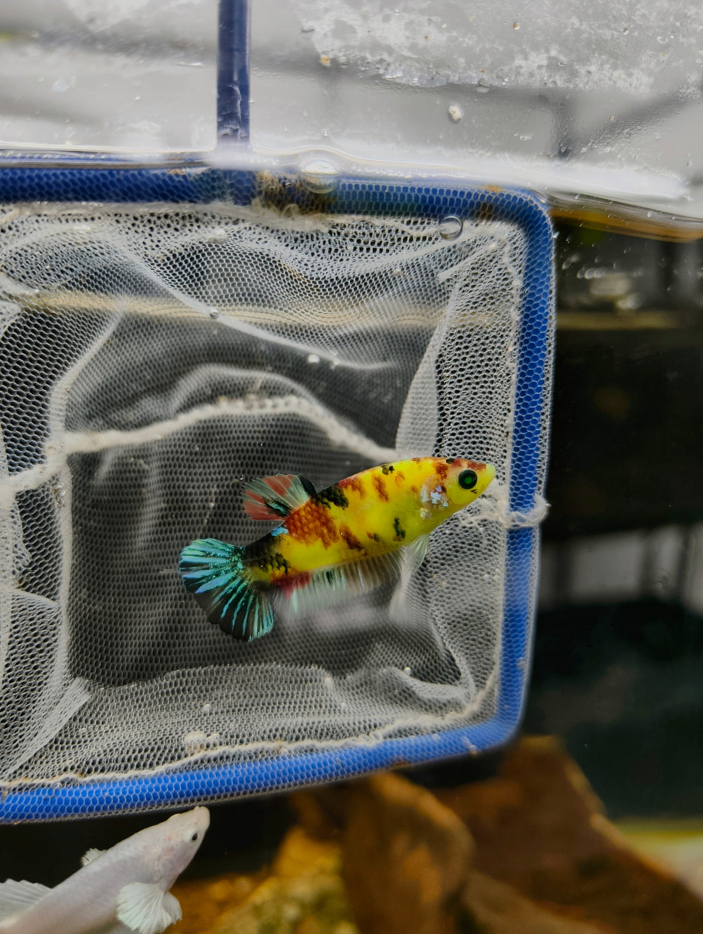 Female Neon Koi Betta