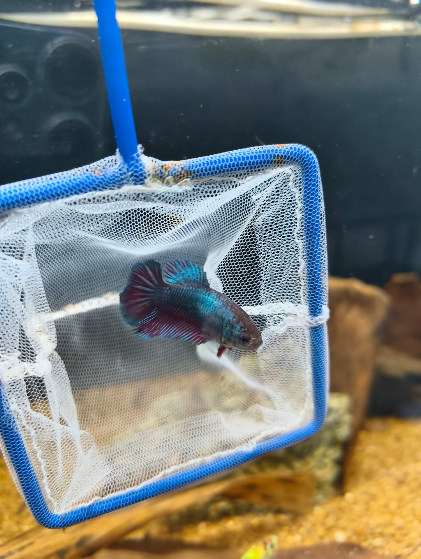 Female Betta (Mix Colours)