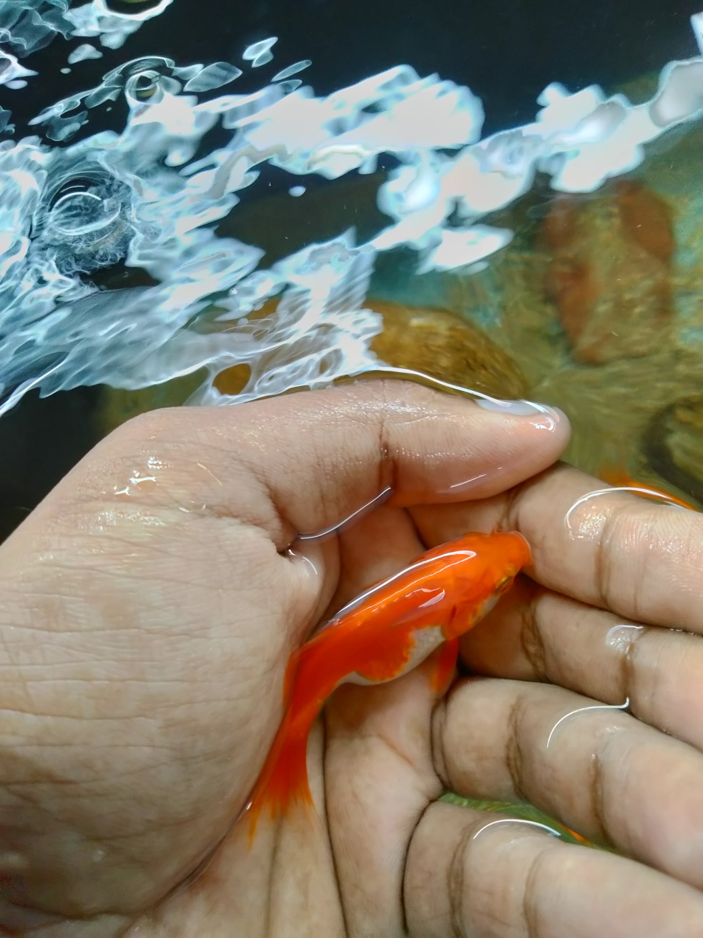 Common Goldfish