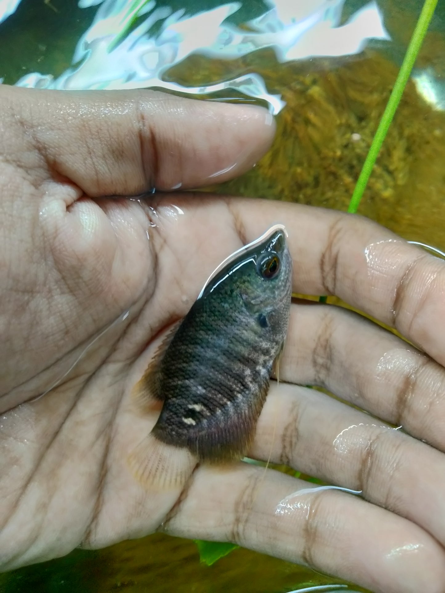 Black Giant Gourami