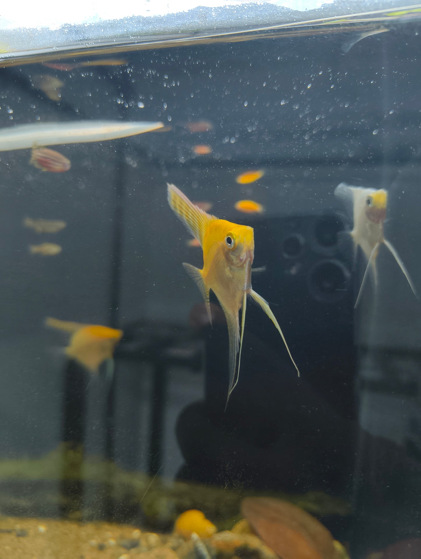 Mixed Angelfish