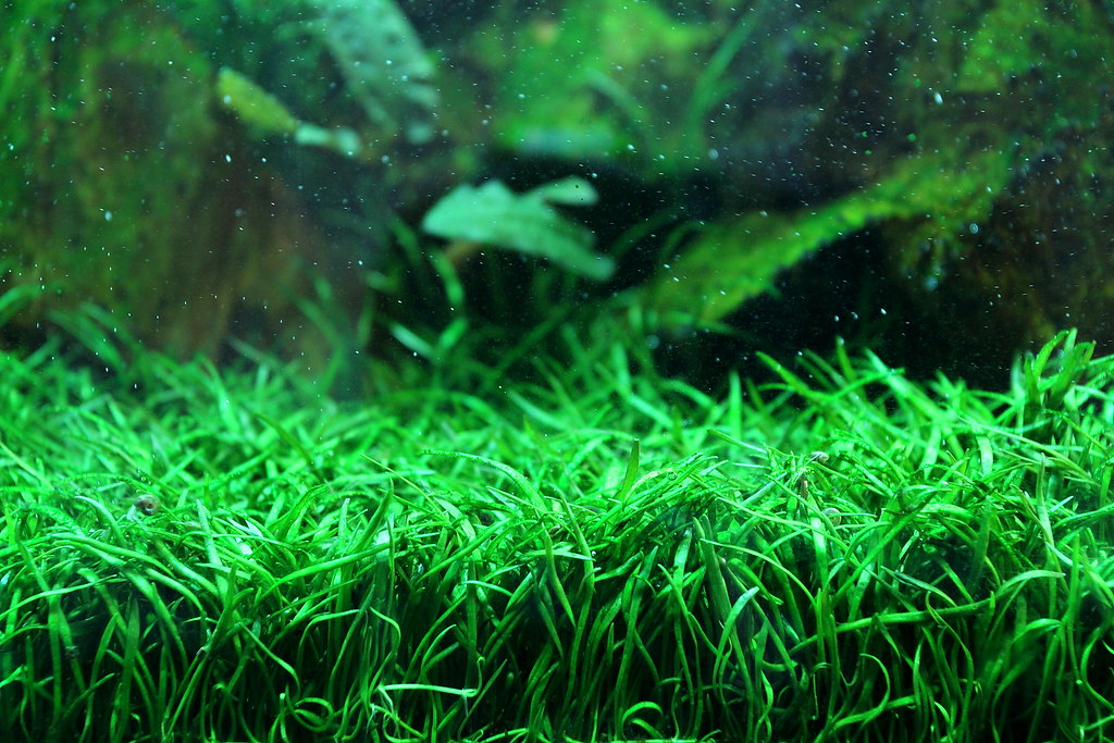Lilaeopsis brasiliensis