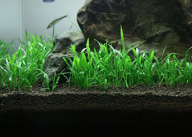Lilaeopsis brasiliensis