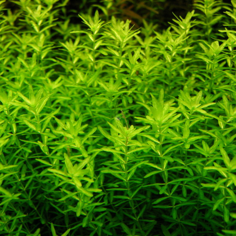 Rotala rotundifolia 'Green'