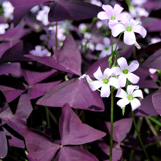 Oxalis triangularis