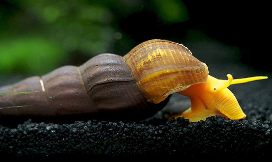 Poso Orange Rabbit Snail