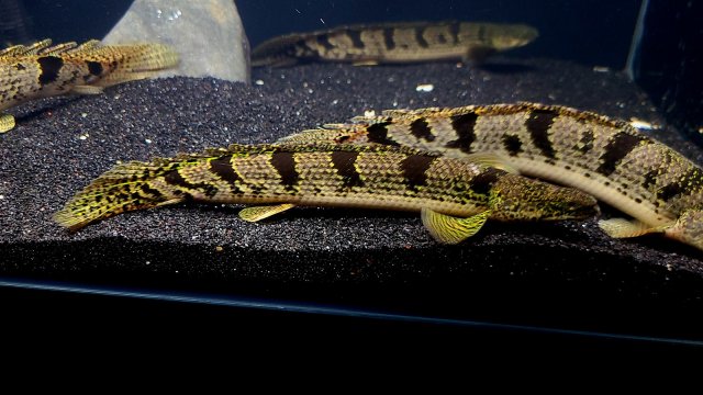 Delhezi Bichir