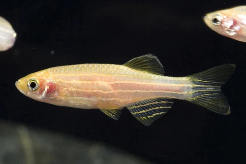 Gold Zebra Danio