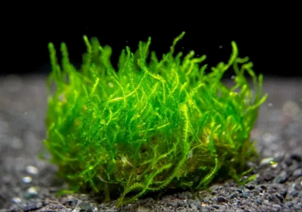 Flame moss