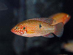 Jewel Cichlid