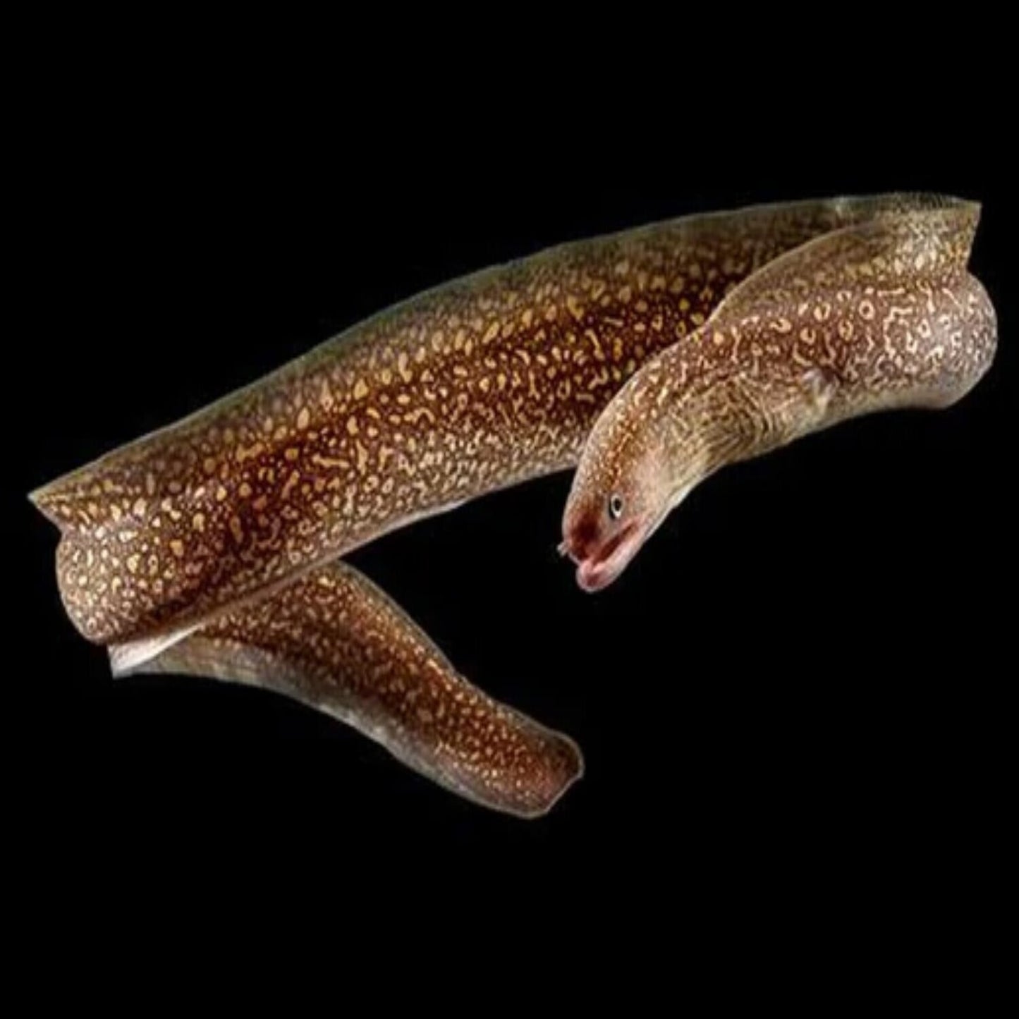 Freshwater Moray Eel 30cm