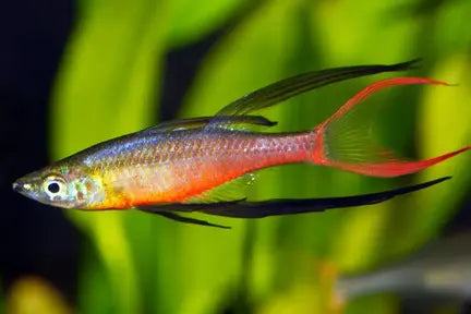 Threadfin Rainbowfish