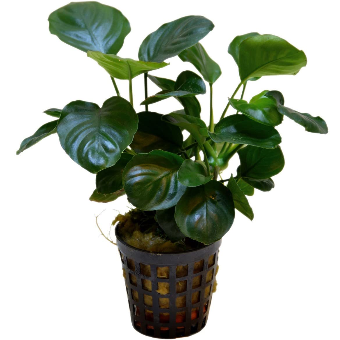 Anubias barteri var. nana 'Round Leaf'