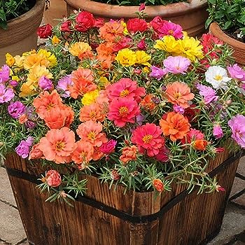 Portulaca