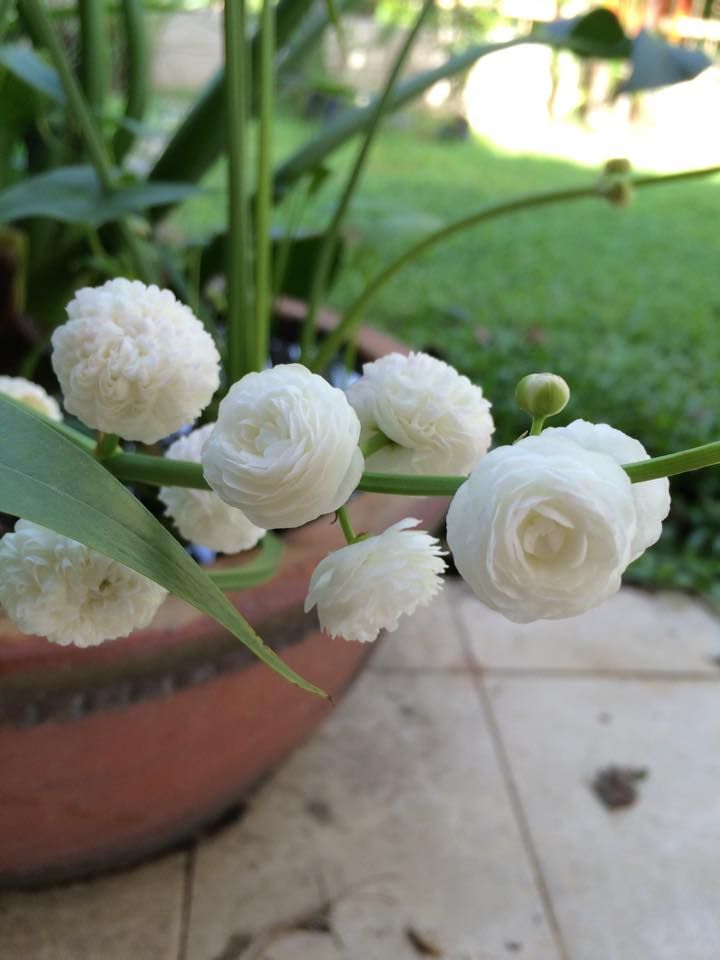 Sagittaria japonica