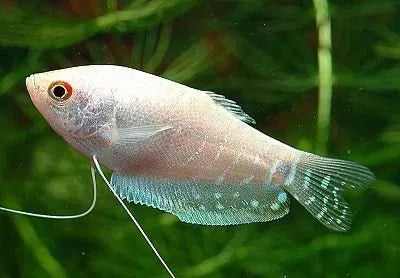 Platinum White Gourami