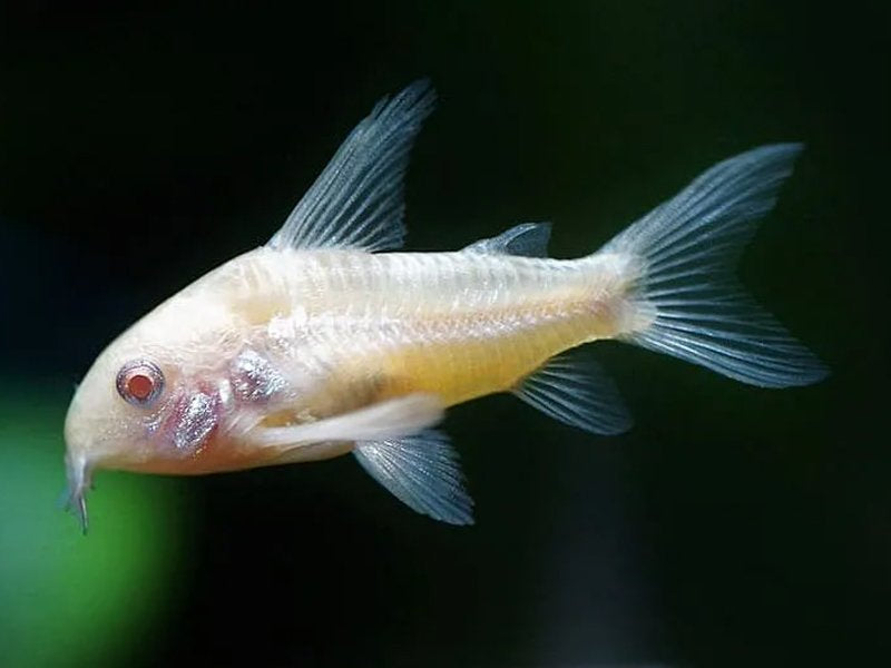 Albino Corydoras