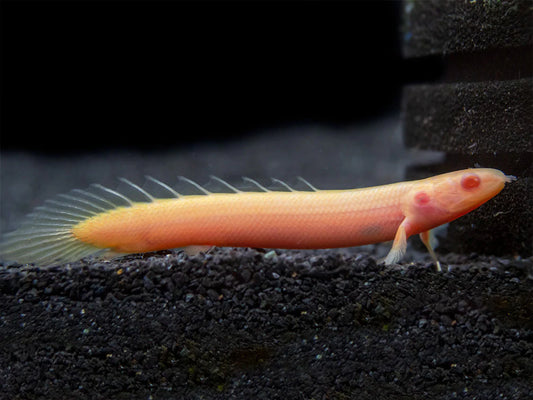Albino Senegal BIchir