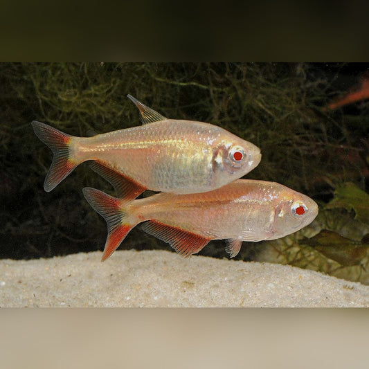 Albino Buenos Aires Tetra