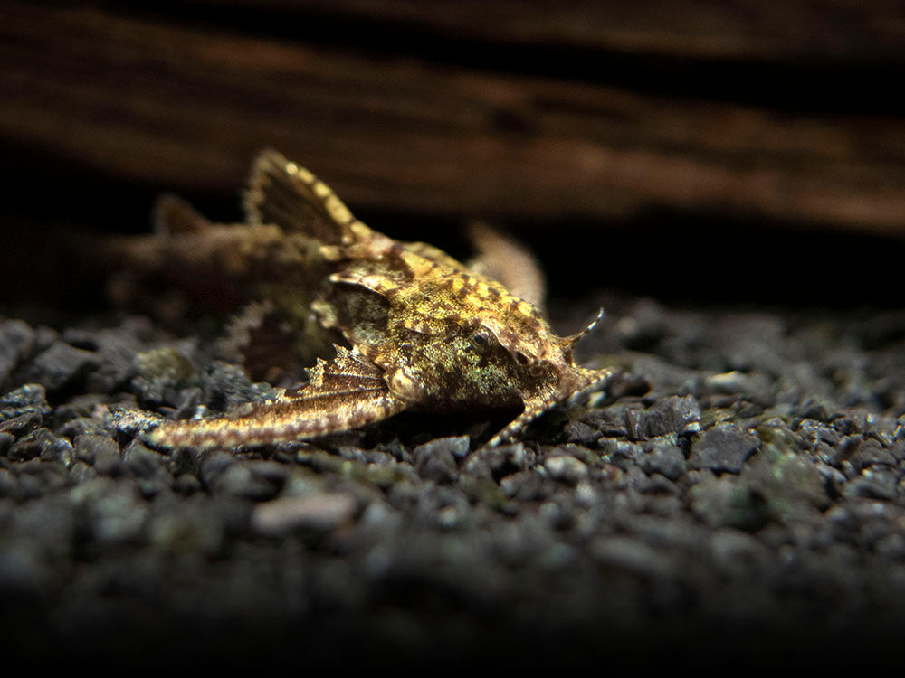 Stone Catfish