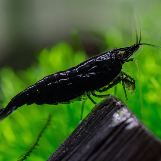 Black Shrimp