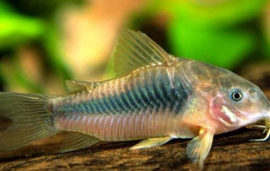 Bronze Corydoras