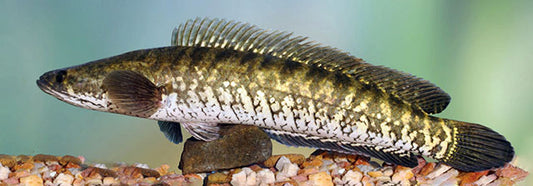 Channa striata 22cm