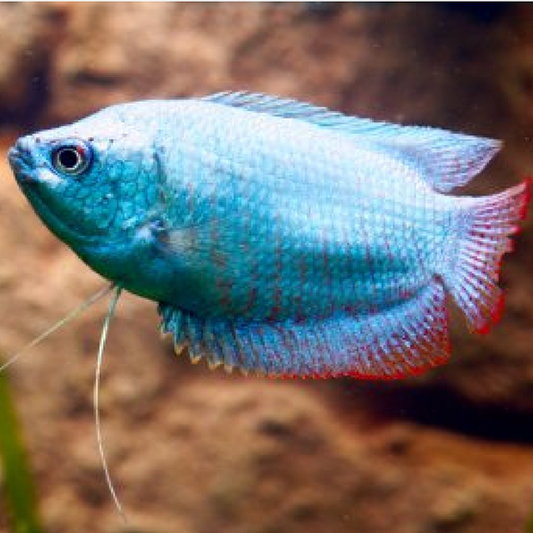 Cobalt Blue Gourami