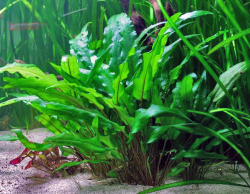 Cryptocoryne wendtii