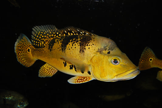 Peacock Bass Kelberi