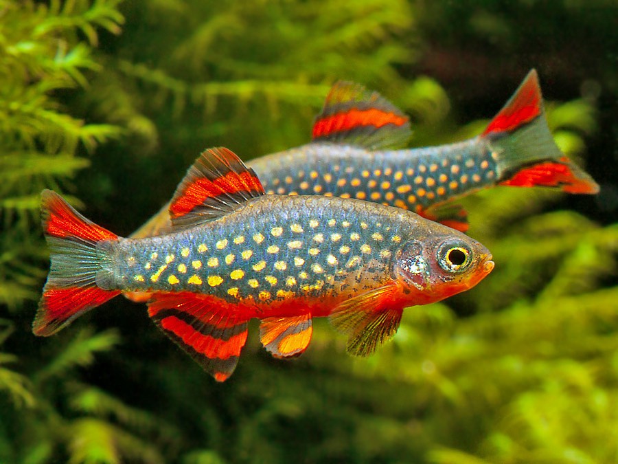 Celestial Pearl Danio