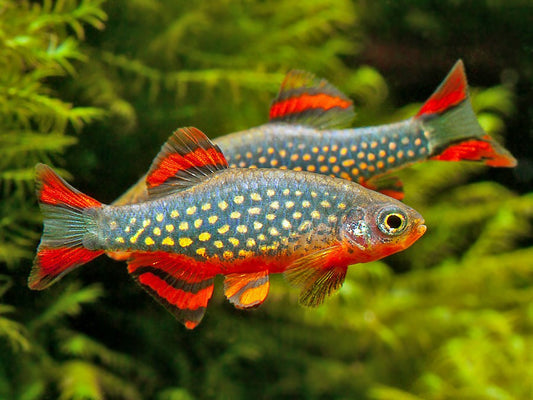 Celestial Pearl Danio
